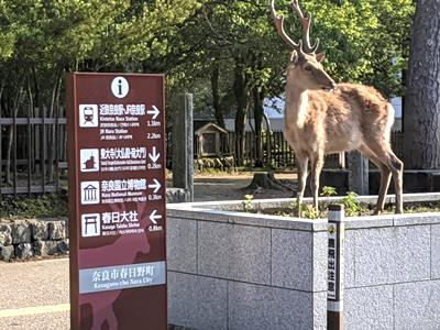奈良の鹿は今日も元気です
