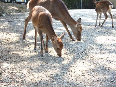 すべては奈良公園の鹿たちのために
