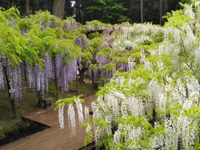 日本最古の萬葉植物園
