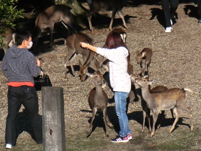 奈良公園の鹿は本当に元気です！