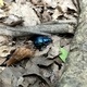 奈良公園に住む影の立役者「糞虫」