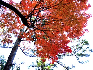 秋は赤橙黄緑青の彩_8