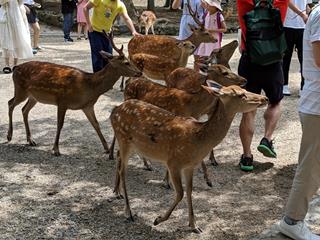 奈良公園の鹿に思いを馳せる