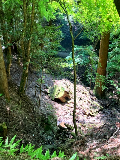 歴史をつなぐ春日山原始林