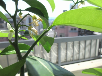 歩き方と姿勢と笑顔と