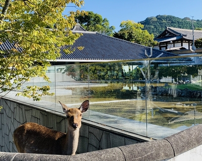 写真から広がる奈良再発見