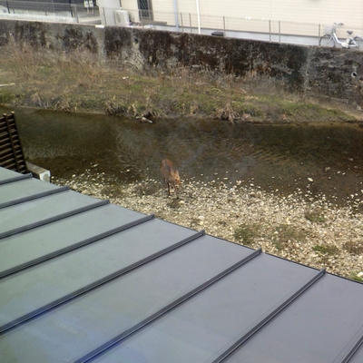 人も鹿もつどう川べり