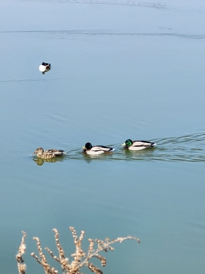 野鳥観察会の魅力を体感