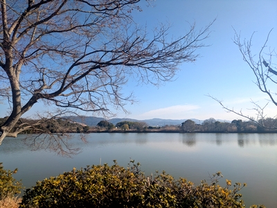 大きな池で冬鳥観察