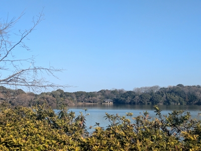 大きな池で冬鳥観察