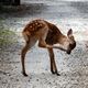 奈良公園の鹿のリアルを知ろう