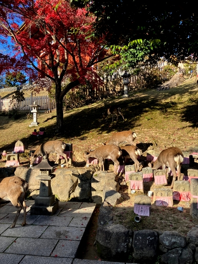 いつもの興福寺の初めて知った凄さ