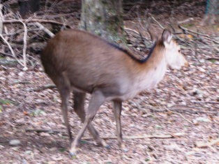 歴史から考える奈良の鹿_3