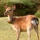 奈良公園の自然と鹿の可愛さを満喫