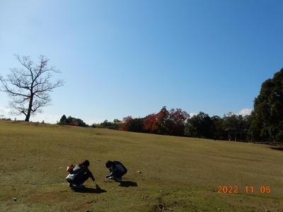 奈良公園に住む影の立役者「糞虫」 