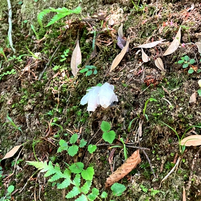 見て聞いて触って感じる春日山原始林