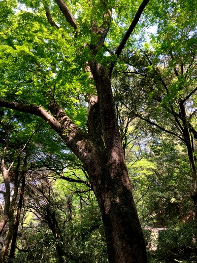 見て聞いて触って感じる春日山原始林
