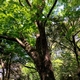 見て聞いて触って感じる春日山原始林